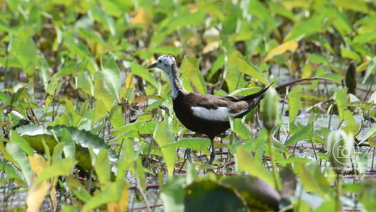 Adorable Jacana Chicks At Nalsarovar 