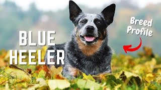 Blue Heeler Dogs: Everything You NEED To Know About Australian Cattle Dogs | Pet Insider by Pet Insider 369 views 6 months ago 5 minutes, 33 seconds