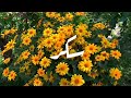 أغنية اسم أمان وجين أمان جين 
