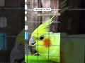 Cockatiel's favourite food | Cockatiel love to eat every time