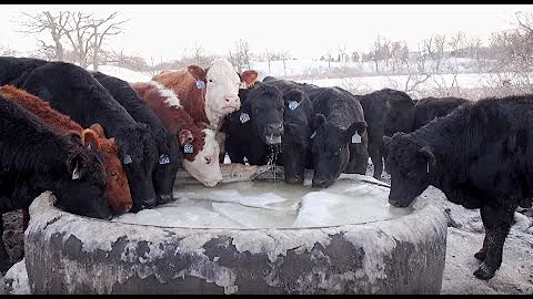 Grazing Educator Webinar Series: Adaptive High Stock Density Grazing