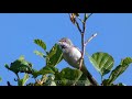Common And Lesser Whitethroats Singing Common And Lesser Whitethroats Singing