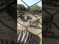 Meeting Zebra рџ Part 2 Meeting Zebra рџ Part 2