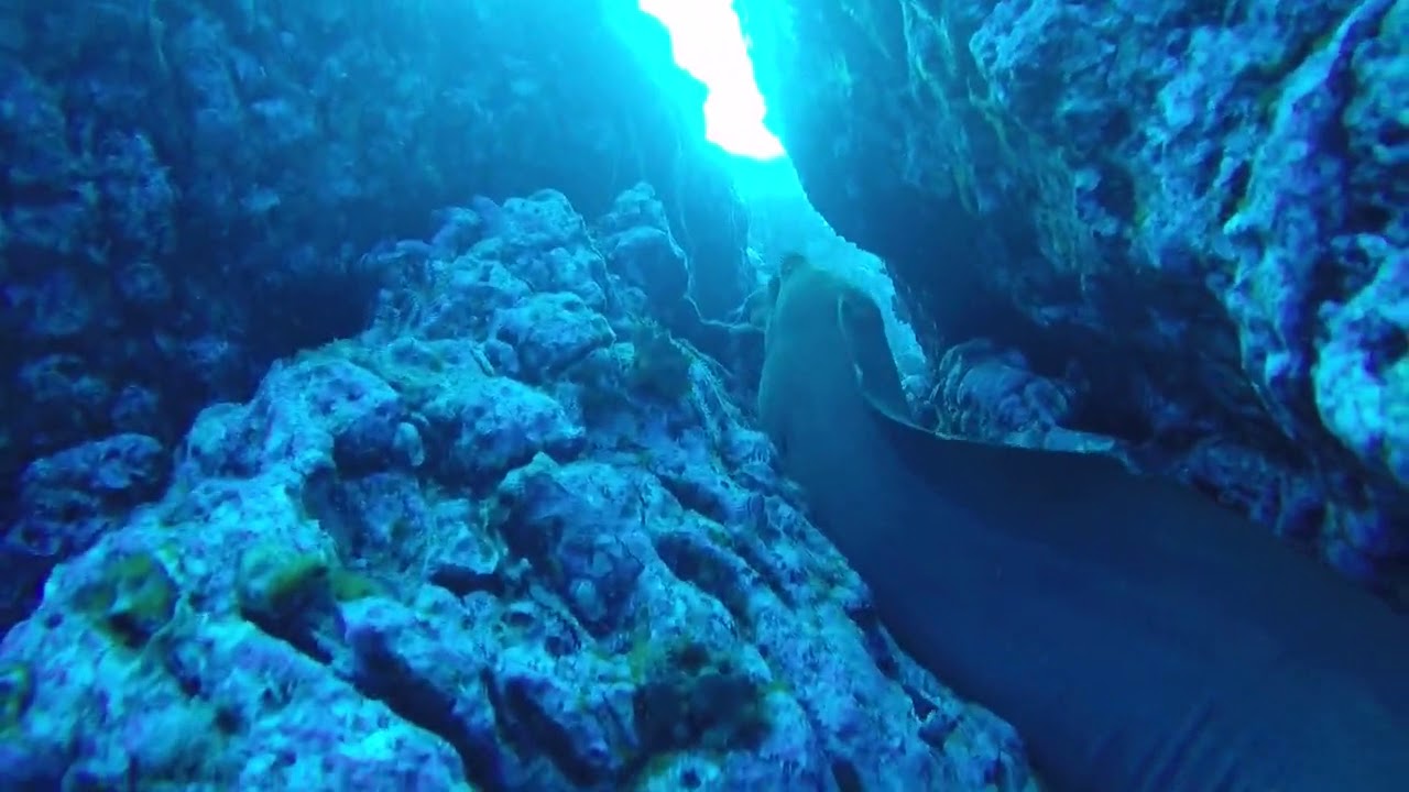 rumble video upload EPIC Footage of 10ft GIANT Moray!!