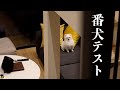 突然犬に吠えられたポメラニアンはどうなる？