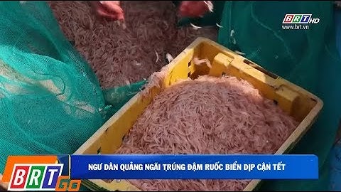 Ngư dân Quảng Ngãi trúng đậm mùa ruốc biển cận Tết