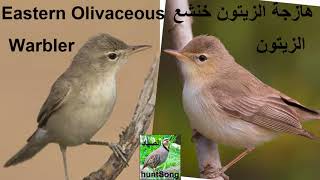 صوت دخلة الزيتون هازجة زيتونية خنشع الزيتون song call eastern olivaceous warbler