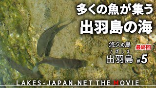 【出羽島5/5(終)】港の魚を見ながら、出羽島を後にする。
