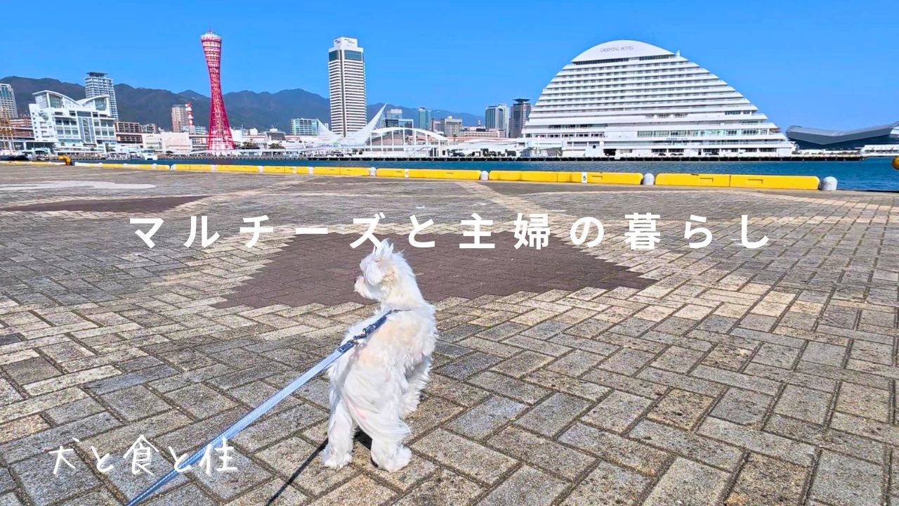 海の景色を楽しむ港さんぽ  |  新しいキッチン道具で昼ごはん  |  マルチーズと主婦の暮らし