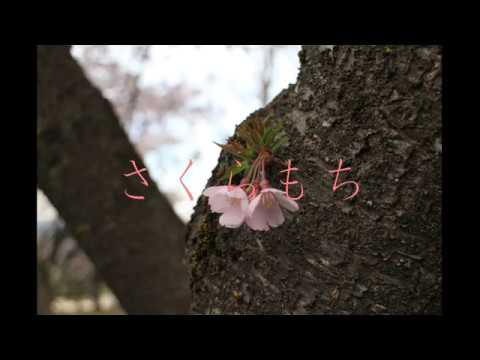 【卒業ソング】さくらもち【オリジナル】