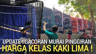 Download Lagu TERPANTAU MURAH ! MURAI BATU BERKUALITAS HARGA KAKI LIMA DI TAMBORA JAKARTA BARAT KIOS GMJ MP3