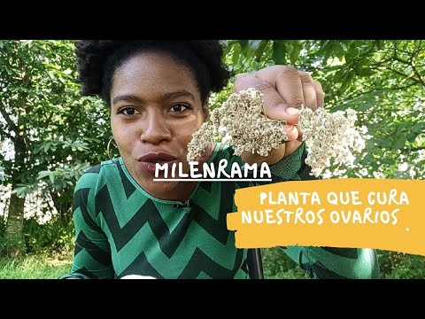 la PLANTA para la MUJER|Milenrama(Achillea Millefollium)|para qué sirve? usos y tratamiento.