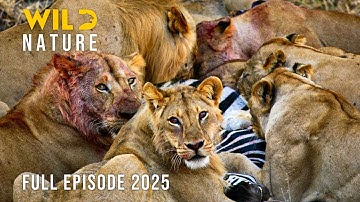 ECHOES OF MIOMBO | Predators of the Africa’s Woodland Battlefield #naturedocumentaries | Wild Nature