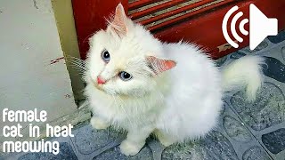 CAT IN HEAT MEOWING MATE CALLING - Make Your Cats or Dogs Go Crazy by My Kitty Story 3,272 views 10 months ago 8 minutes, 6 seconds