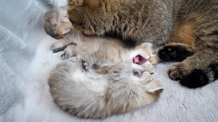 Watch the video about Cute kitten whose yawns are contagious...