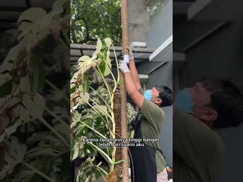 Video: Tanaman Monstera yang perawatannya saling menguntungkan