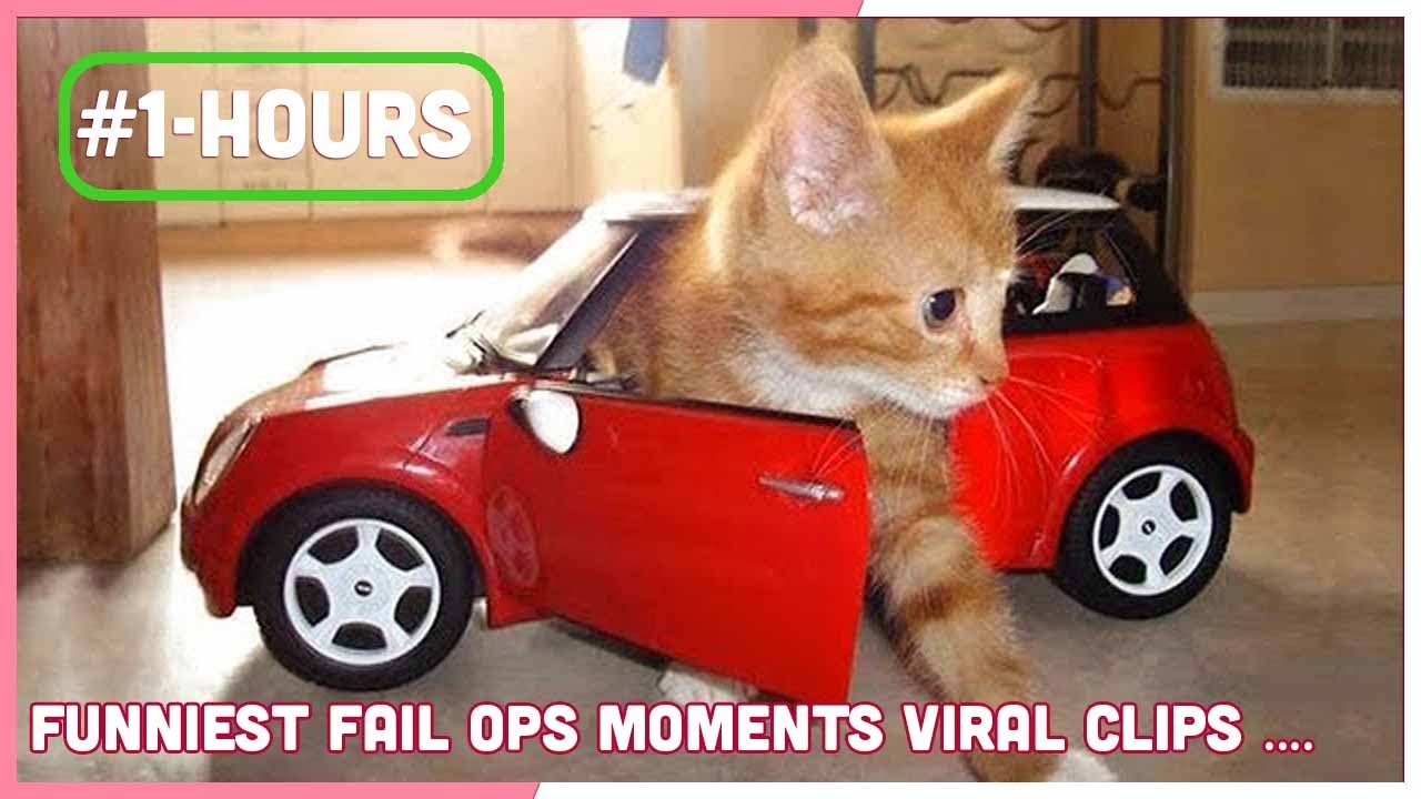 ( 1 HOUR ) FUNNY CATS COMPILATION 2023😂 Best Of The FUNNIEST Cats and