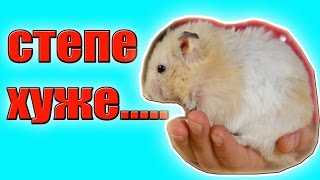 СТЕПЕ ХУЖЕ / ХОМЯК БОЛЕЕТ / БОЛЬНОЙ ХОМЯК / ХОМЯЧОК ЗАБОЛЕЛ / #СТЕПАБУДЕТЖИТЬ СТЕПЕ ХУЖЕ / ХОМЯК БОЛЕЕТ / БОЛЬНОЙ ХОМЯК / ХОМЯЧОК ЗАБОЛЕЛ / #СТЕПАБУДЕТЖИТЬ