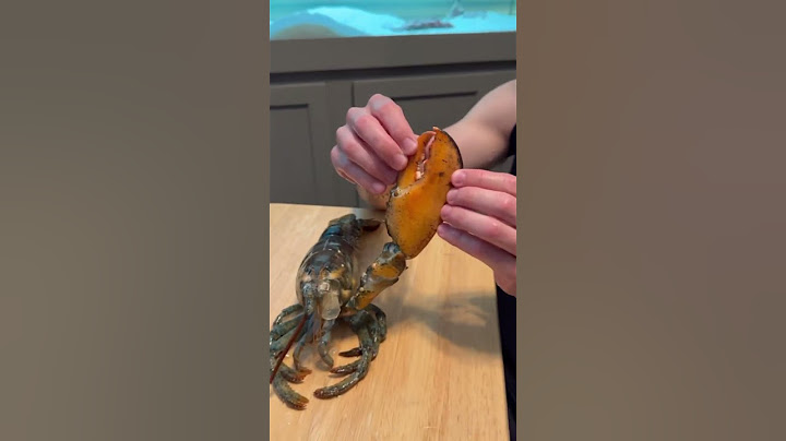 Pet LOBSTER 🦞 MOLTS For the first time!🤯