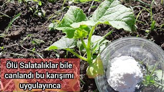 Çürümüş Ölü Salatalıklar bile Anında Canlandı Bunu Uygulayınca Ve Büyüdü Hasta Olmadı🥒Sebze Serumu🍅🍓 Resimi