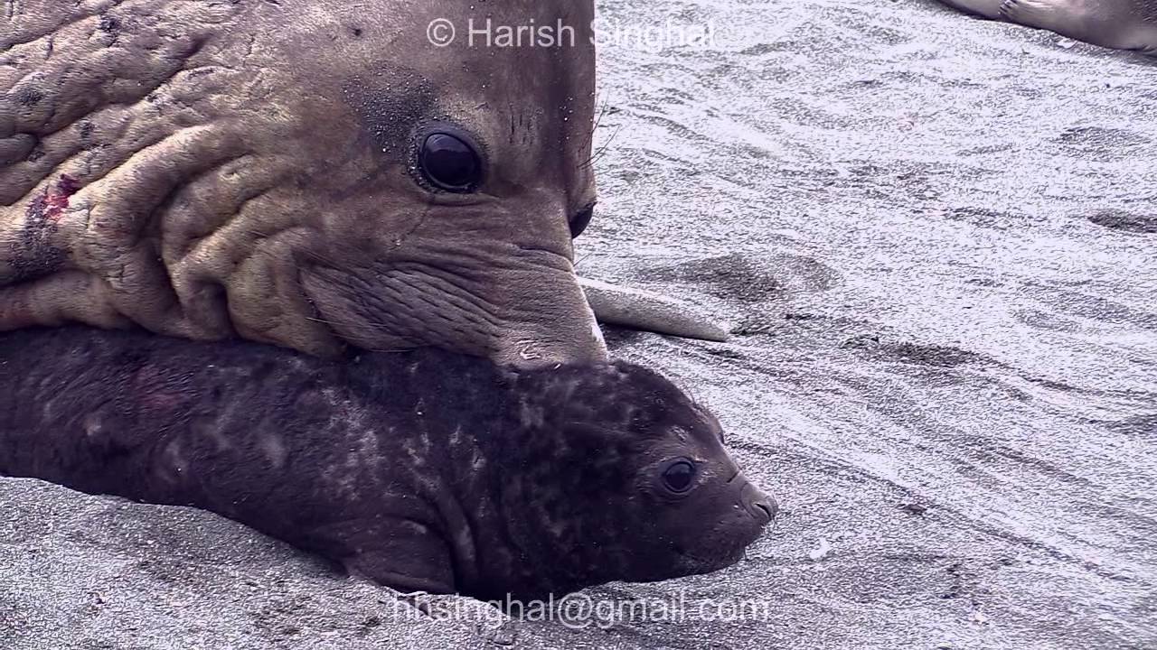 STRANGE BEHAVIOR  of ELEPHANT SEAL WITH CALF
