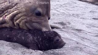 Strange Behavior  Of Elephant Seal With Calf