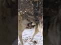Young wolf challenging the alpha male