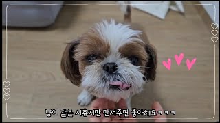 귀여운 시츄 강아지 일상 |브이로그Vlog by 시츄 의중 523 views 5 months ago 1 minute, 5 seconds