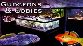 The Gudgeons and Gobies Aquarium