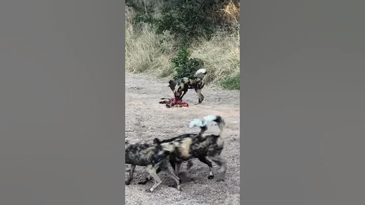 Wild Dog Kill