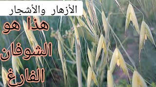 نبات شوفان فارغ / الشوفان البري