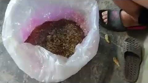 Qúa trình vắt mật ong rừng cho khách.