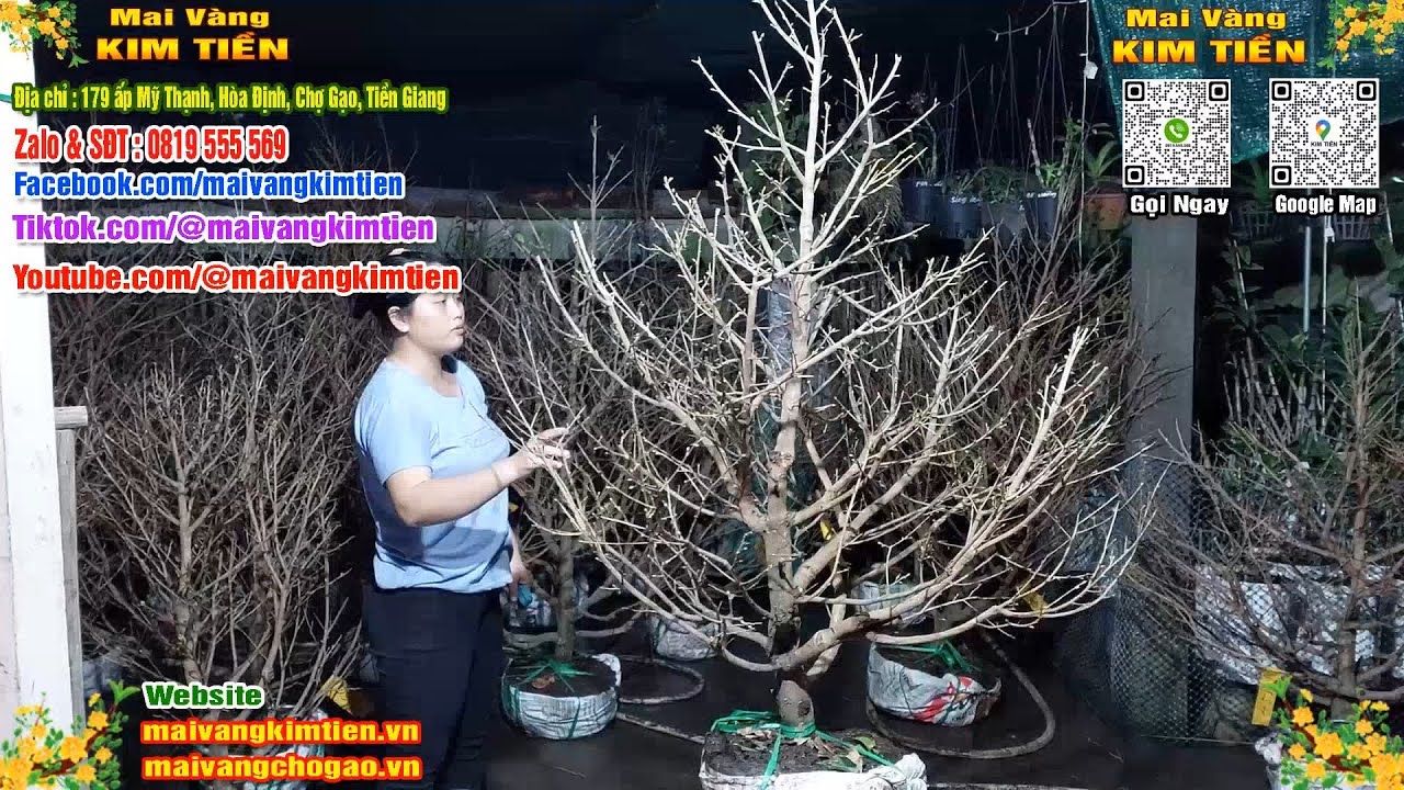 Mai Vàng Nụ Nhiều Đón Xuân Bao Ship Toàn Quốc - Mai Vàng Kim Tiền Chợ Gạo