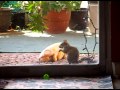 Baby Squirrel Eating Pumpkin