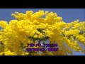 アカシア物語/加門 亮  cover善 雄