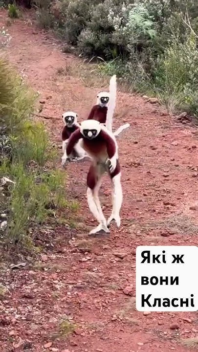 Лемури мадагаскару #лемур #мадагаскар - YouTube
