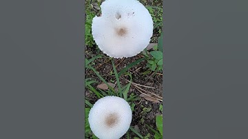 Thumbnail of #wild mushroom#music #farming#uttarakhand    #nature #viral #youtube #vegetable#Song