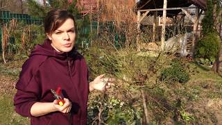 видео: Садовый влог 20.04.2019/Весенняя обрезка роз  - как и зачем/Подкормка роз весной картинка: Садовый влог 20.04.2019/Весенняя обрезка роз  - как и зачем/Подкормка роз весной