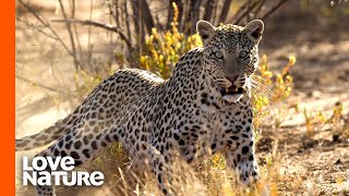 Starving 13-Year-Old Leopard Hunts Down Antelope