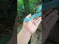 WOW Check Out This Extremely Rare Blue Pit Viper You Won T Believe Your Eyes WOW Check Out This Extremely Rare Blue Pit Viper You Won T Believe Your Eyes