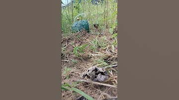 Bẫy chim cút rừng bằng lồng p24 #birds #shortvideo