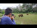 AKHIR NYA BABI CANTIK DATANG JUGA NYEBRANG SAWAH