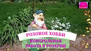 РОЗЫ ПОПРАВЛЯЮТСЯ  ЧТО ДАЛЬШЕ