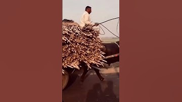 Jats 💚 #shorts #jaat #Jatt #jutt