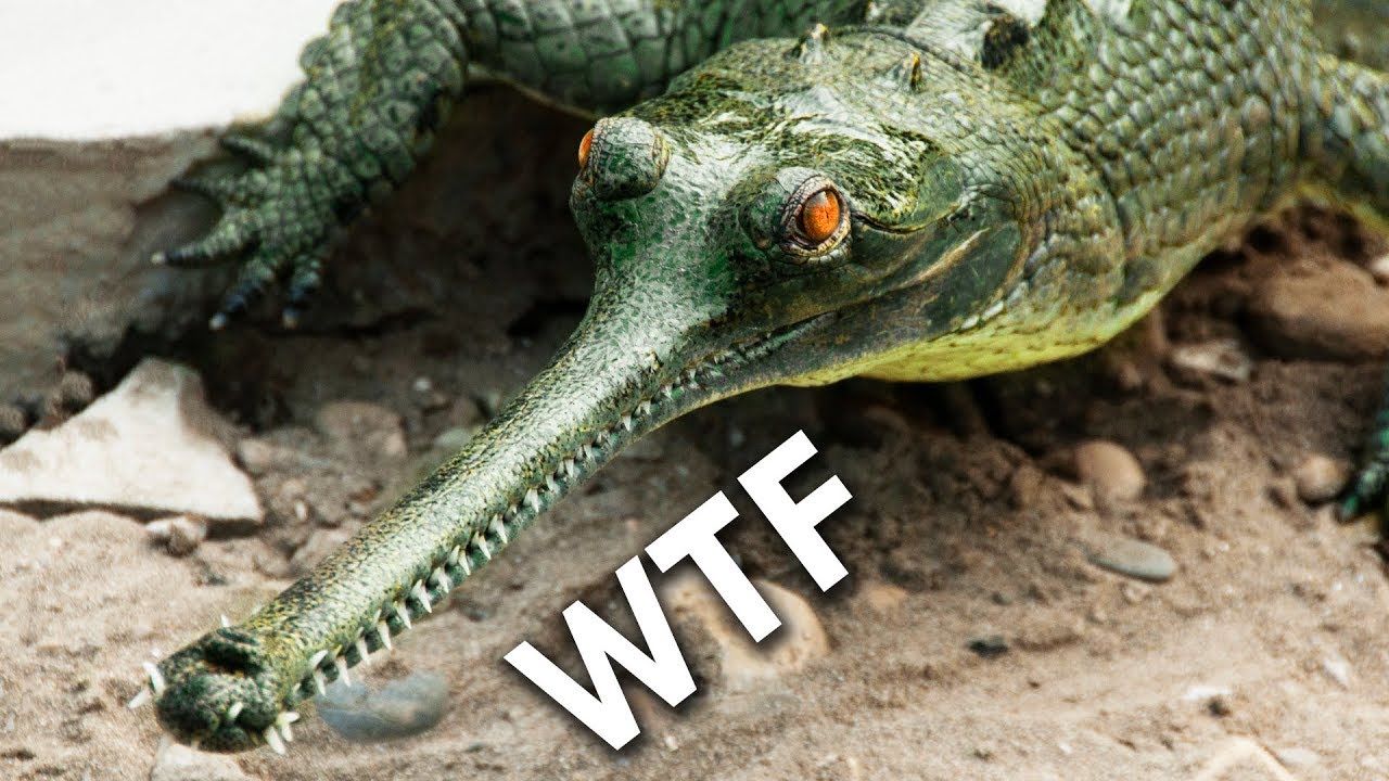 Gharial: a pescatarian crocodile species as old as the dinosaurs