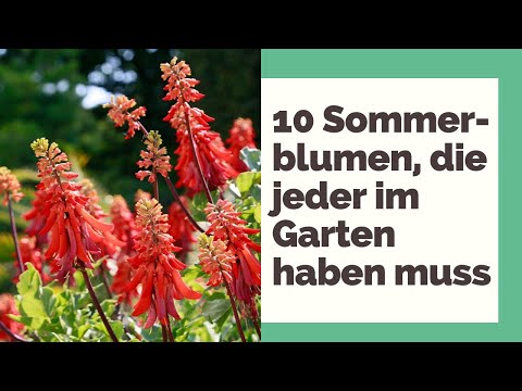 Video: Blühende einjährige Blumen: Fotos und Namen