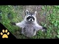 Raccoons Are Awesome: Compilation