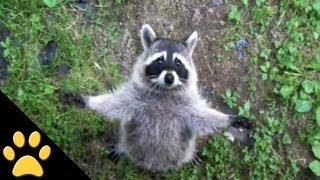 Raccoons Are Awesome: Compilation