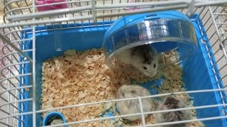 HOW TO ASSEMBLE HAMSTER CAGE WITH WATER BOTTLE,WHEEL AND FOOD BASIN