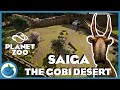 The gobi desert part 1  saiga  planet zoo speed build